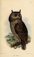 Image of Shelley's Eagle Owl