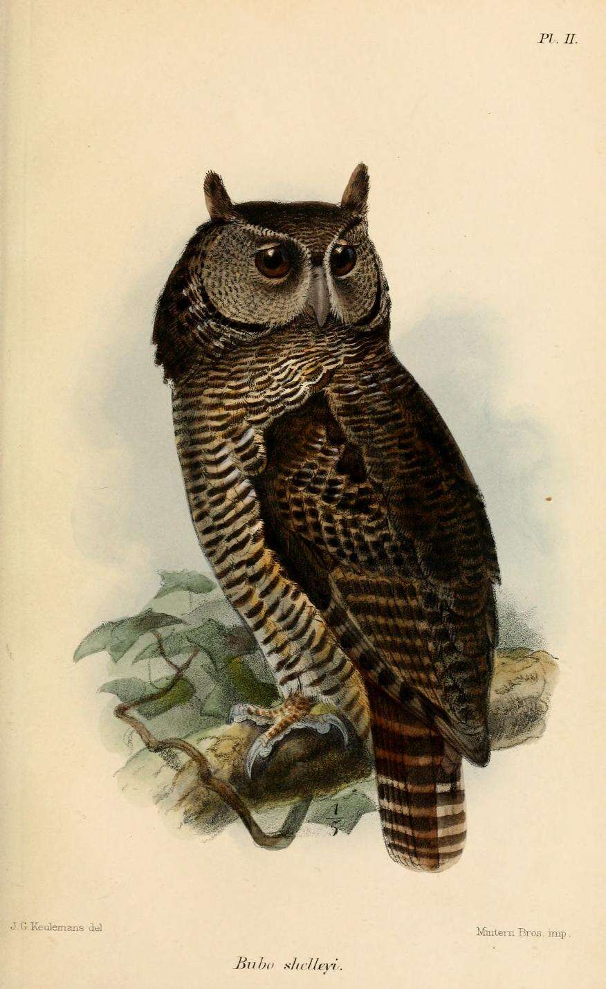 Image of Shelley's Eagle Owl