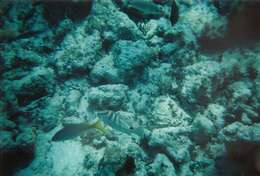 Image of Nassau Grouper