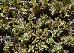 Image of Pimelea prostrata (J. R. & G. Forst.) Willd.