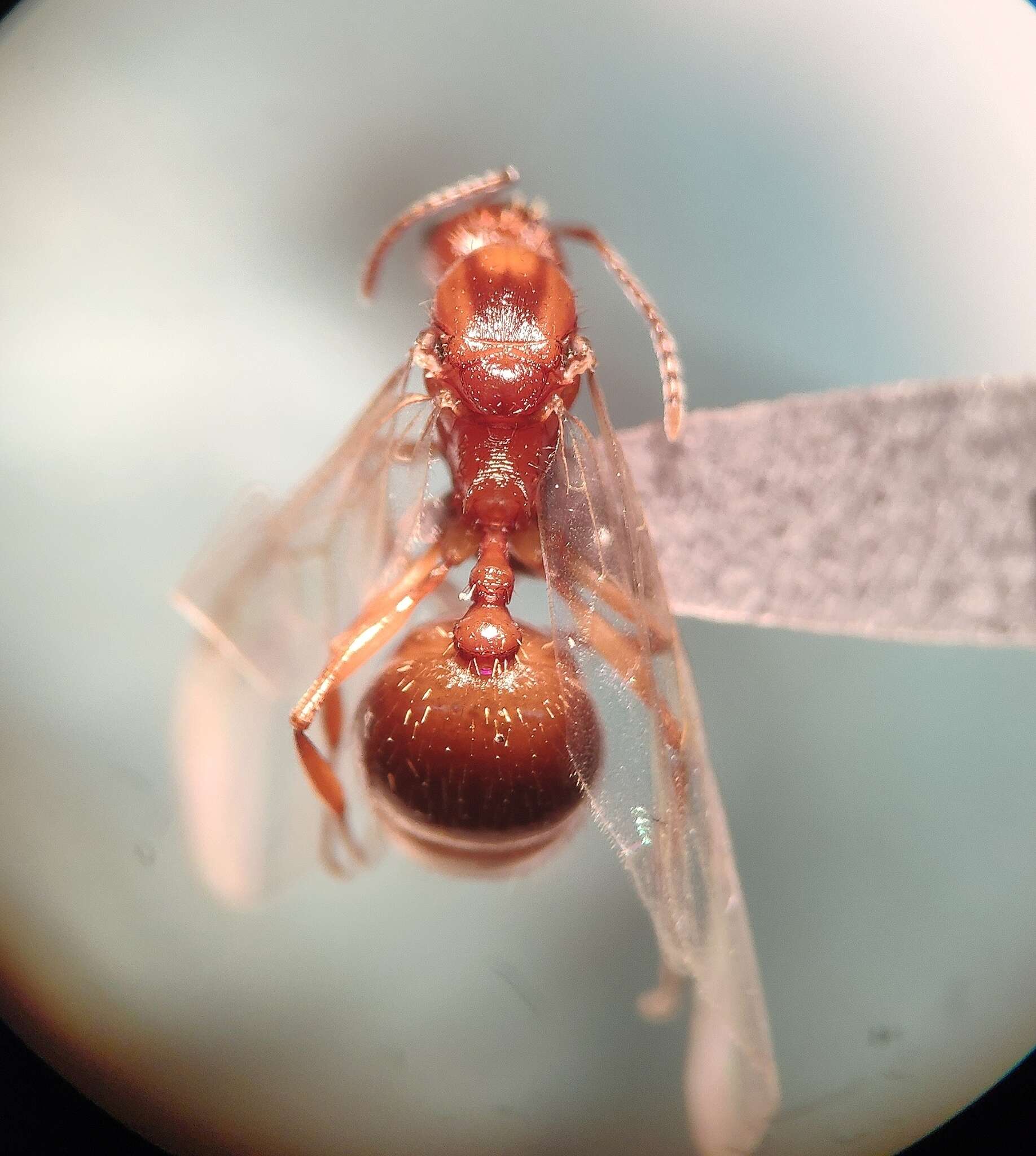 Image of Aphaenogaster syriaca Emery 1908