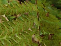 Image of Polystichum fibrillosopaleaceum (Kodama) Tag.