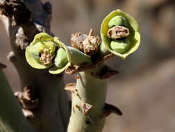 Image of Euphorbia dregeana E. Mey. ex Boiss.