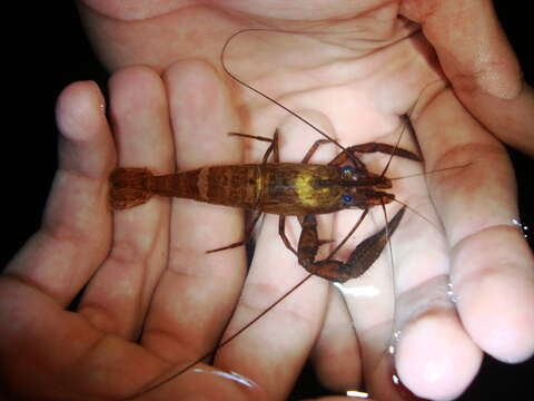 Image of bristled river shrimp