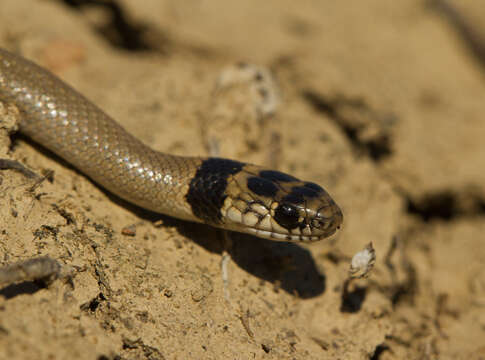 Image of Collared Dwarf Racer