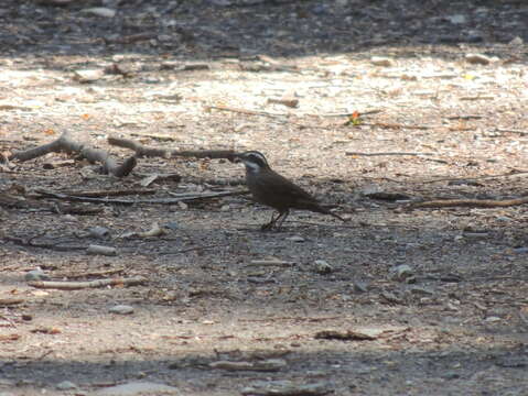 Image of Dark-bellied Cinclodes