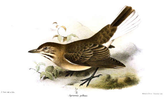 Image of Shrike-tyrant