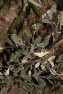 Plancia ëd Tessaria integrifolia var. ambigua (DC.) S. E. Freire