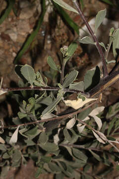 Image of Tessaria integrifolia var. ambigua (DC.) S. E. Freire