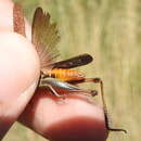 Image of Brown Winter Grasshopper