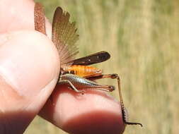 Image of Brown Winter Grasshopper