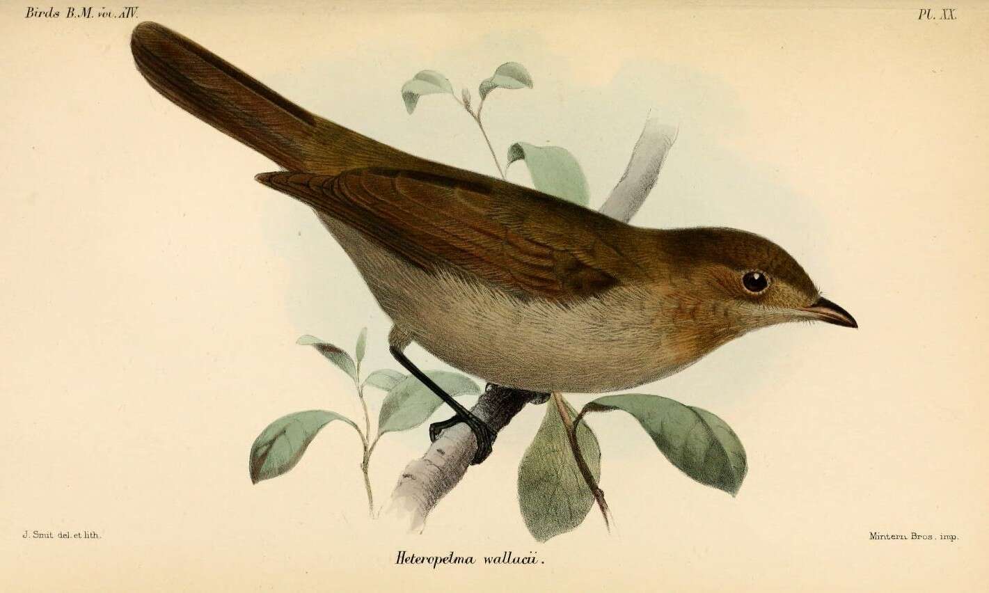 Image of Brown-winged Schiffornis