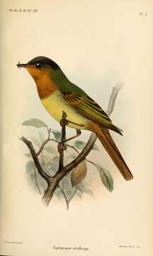 Image de Leptopogon Cabanis 1844