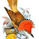 Image of Pacific Royal Flycatcher