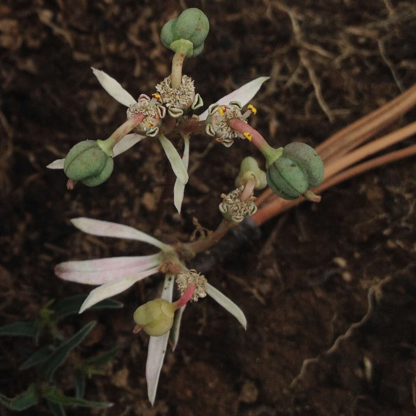 Image de Euphorbia radians Benth.