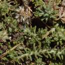 Image of Helichrysum niveum (L.) Less.