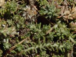 Image of Sand Everlasting