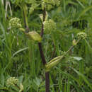 صورة Angelica atropurpurea L.