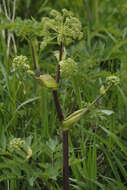 صورة Angelica atropurpurea L.