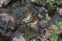 Image de Graphium aristeus (Stoll 1780)