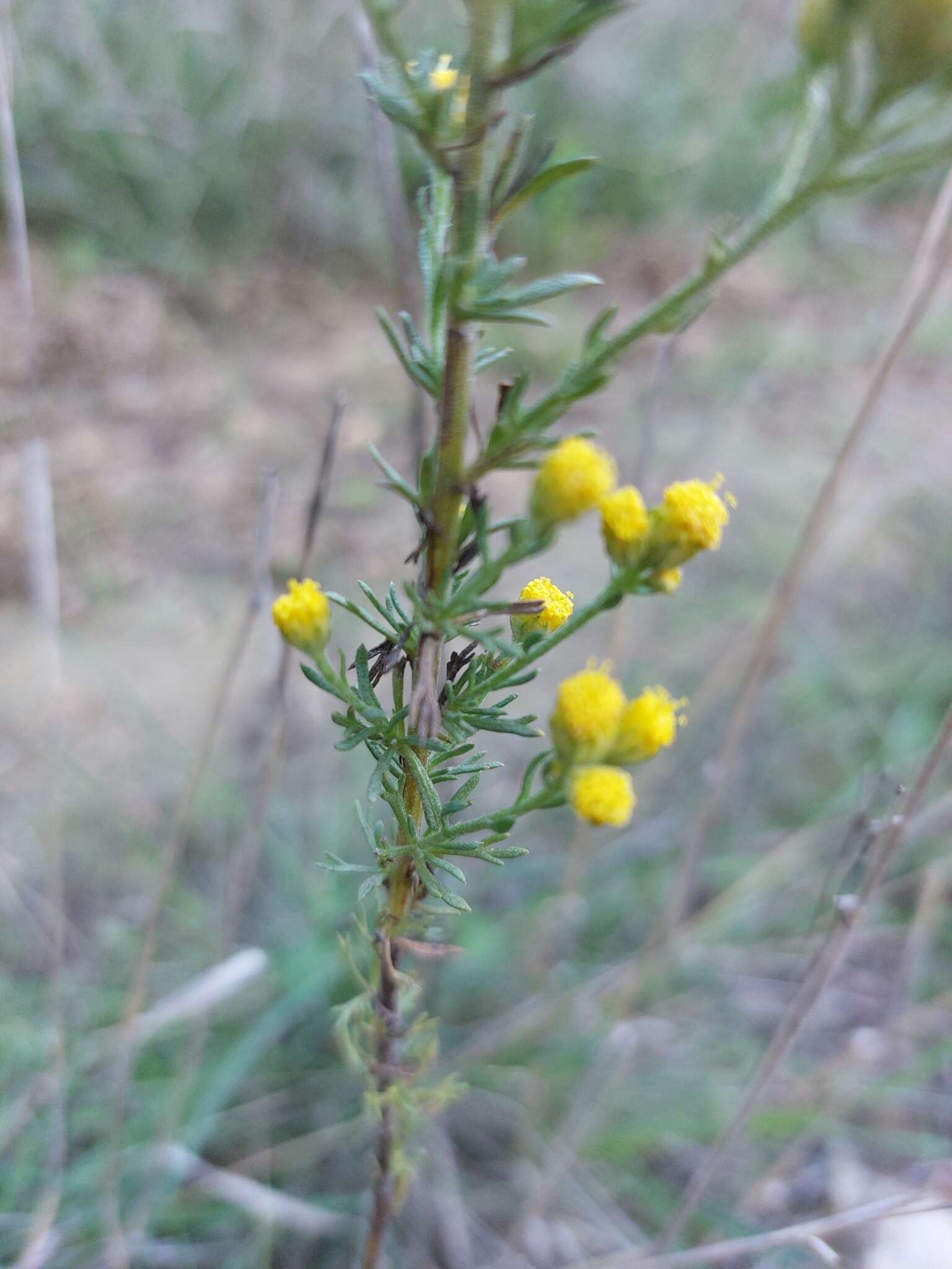 Tanacetum annuum L. resmi