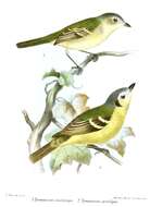 Image of Tyrannulets