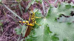 Image of Spotted Bird Grasshopper