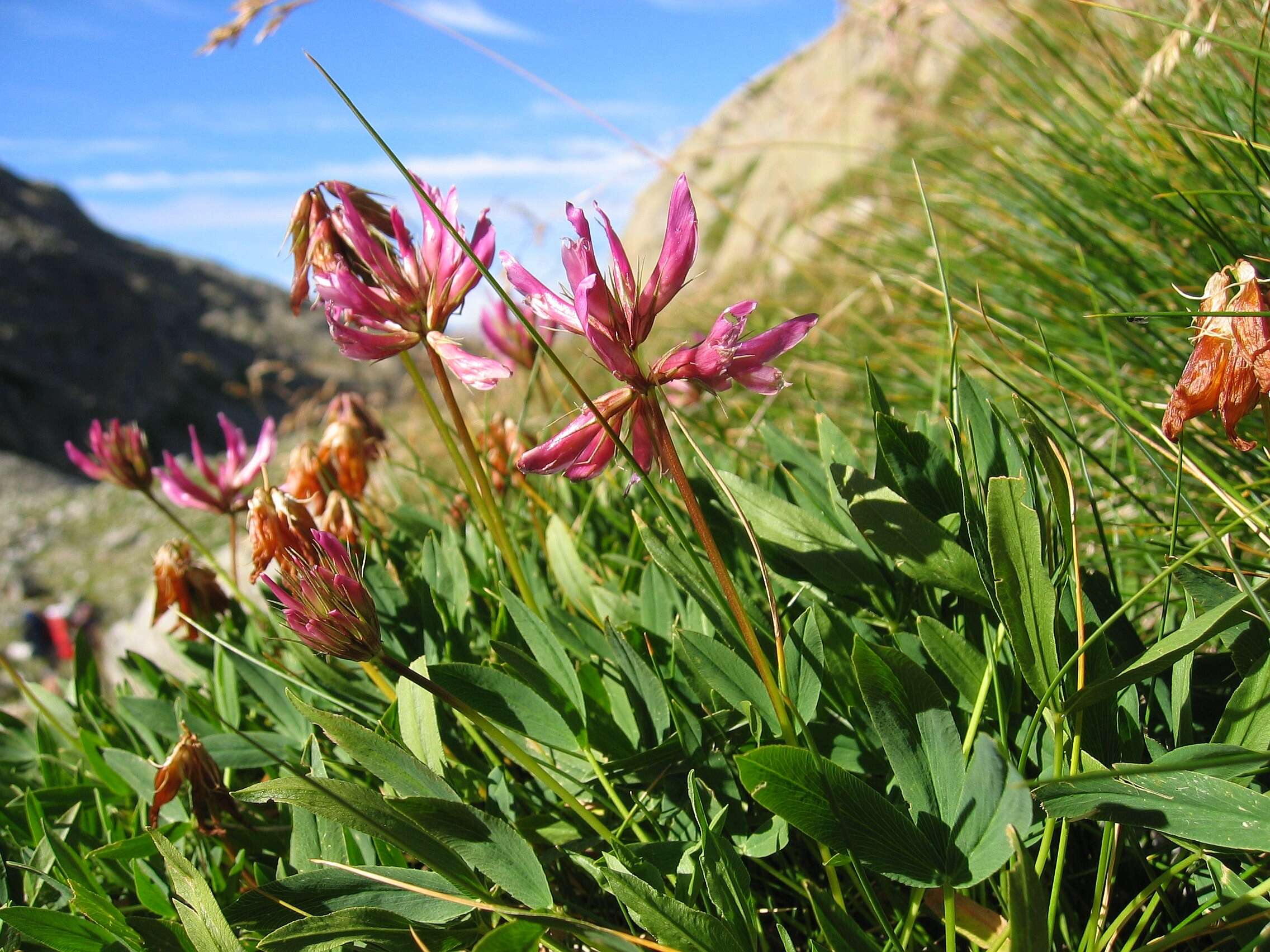 Image of alpine clover