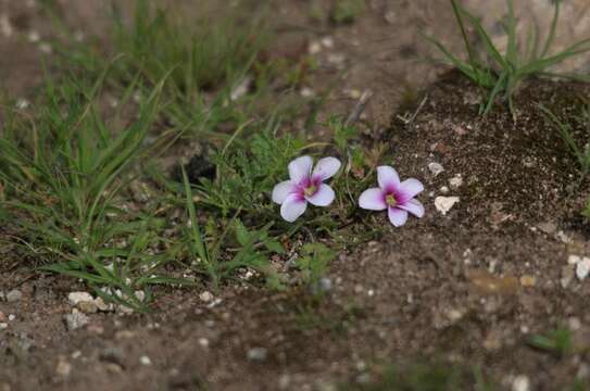 Imagem de Oxalis pusilla Jacq.