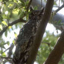 Image of Greyish Eagle-Owl