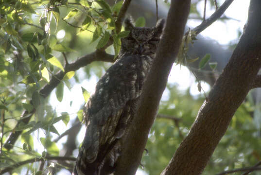 Plancia ëd Bubo cinerascens Guérin-Méneville 1843