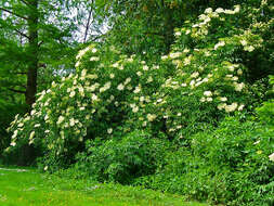 Imagem de Sambucus nigra L.