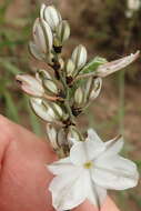 Plancia ëd Chlorophytum angulicaule (Baker) Kativu