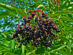 Imagem de Sambucus nigra L.