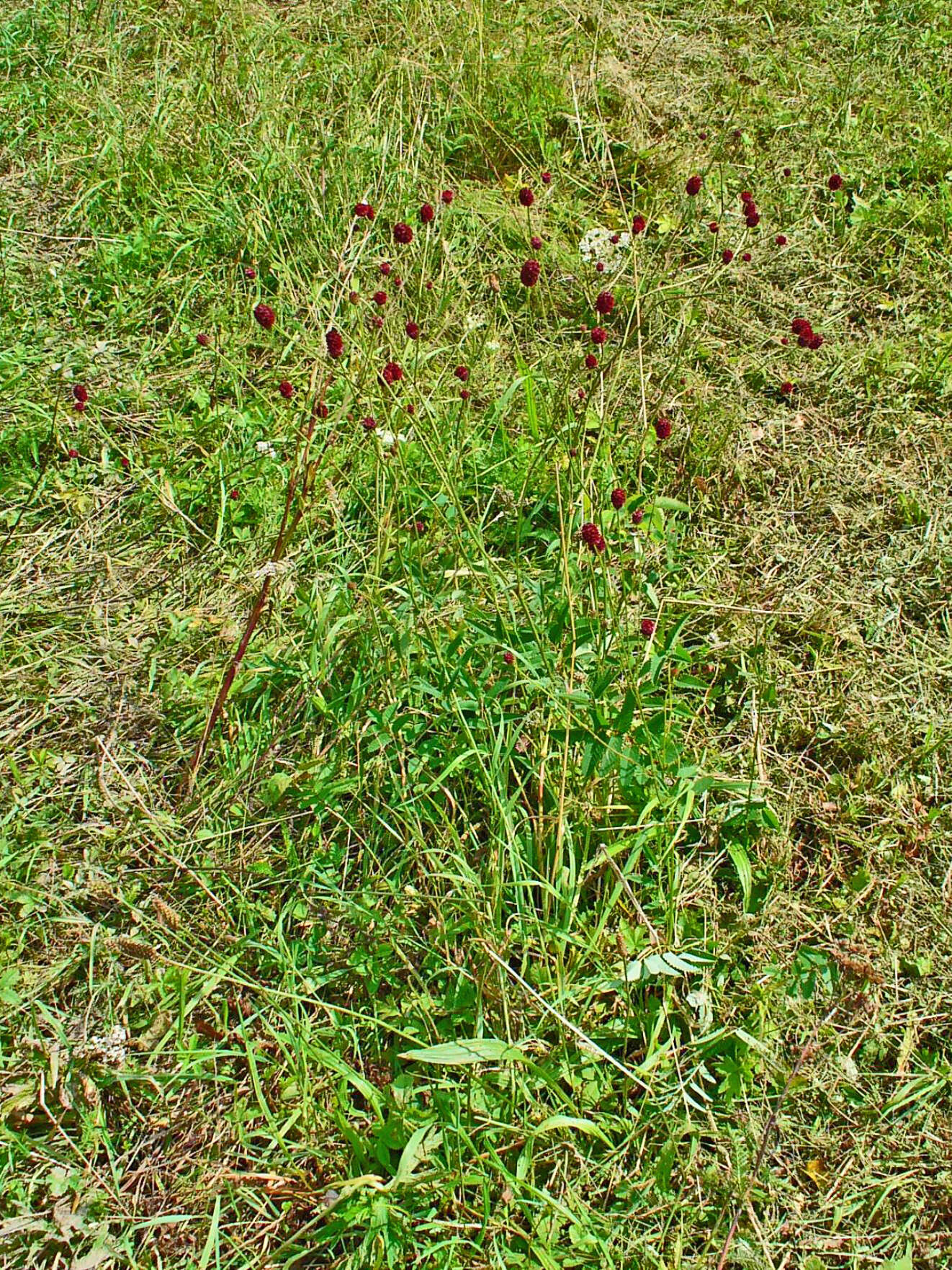 Image de Sanguisorbe officinale