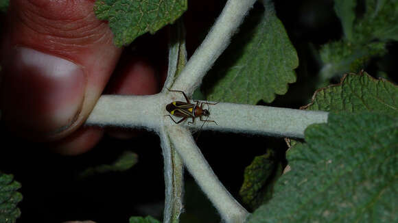 Image of Closterocoris amoenus (Provancher 1887)