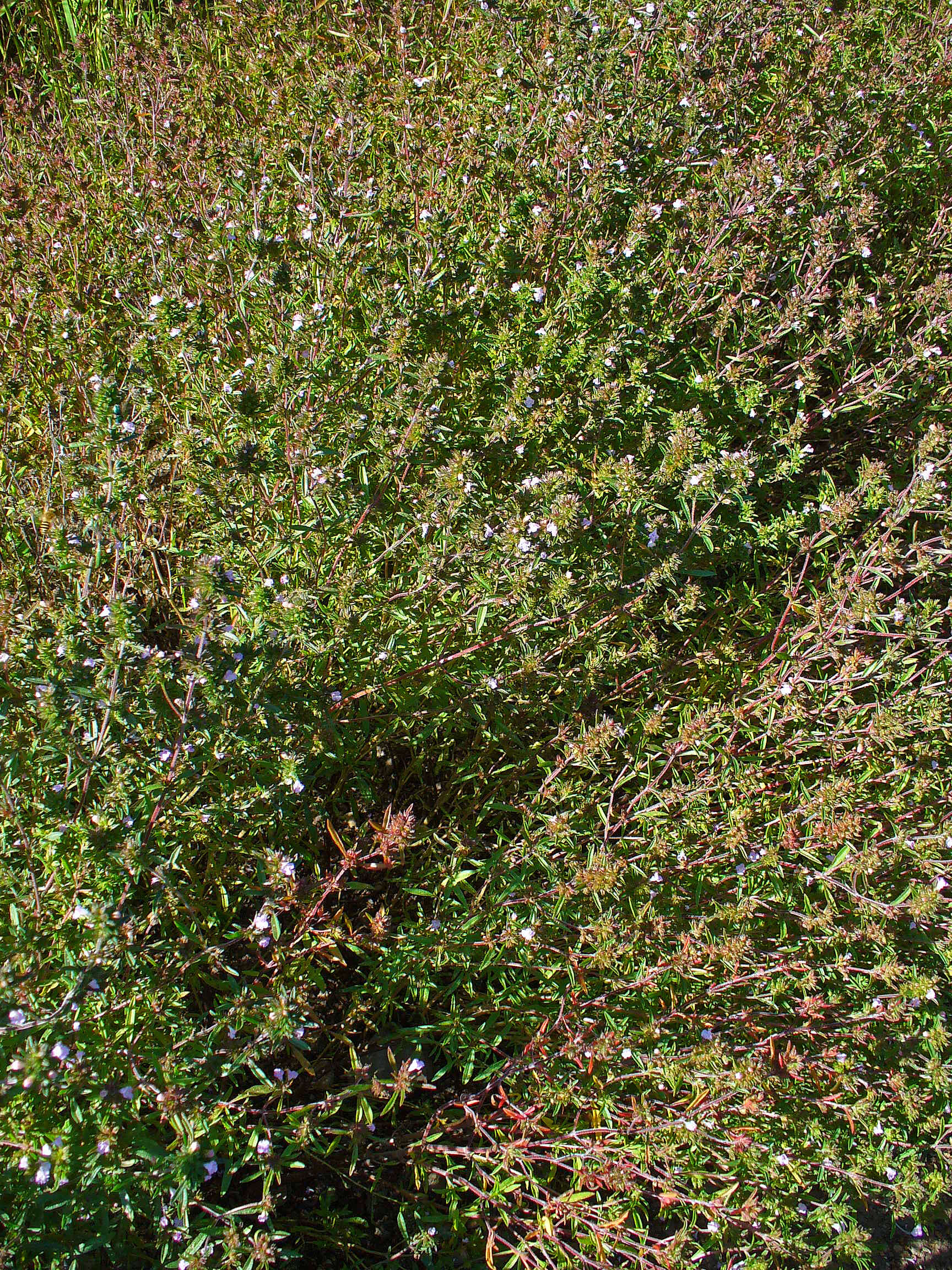 Image of summer savory