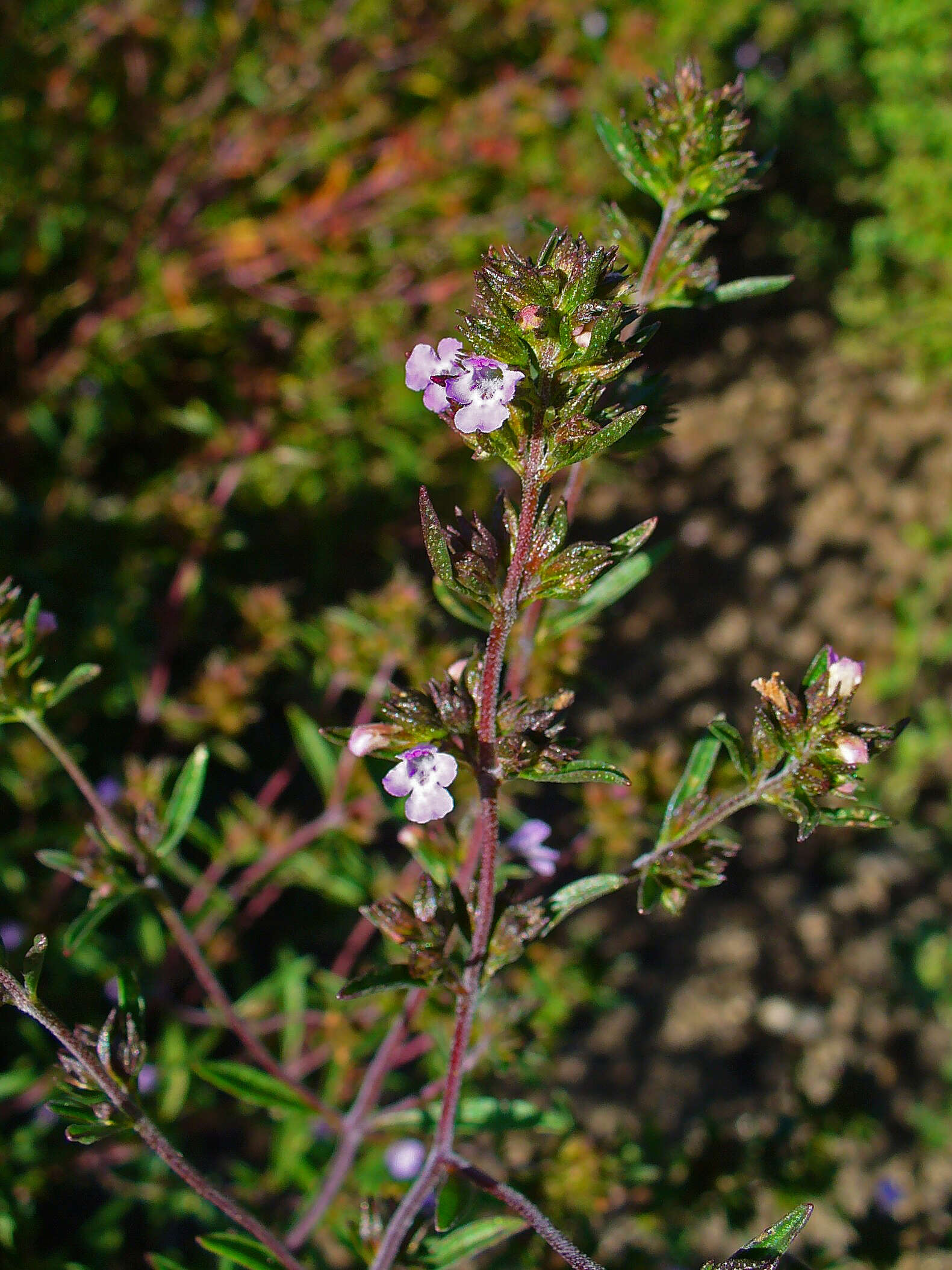 Image of summer savory