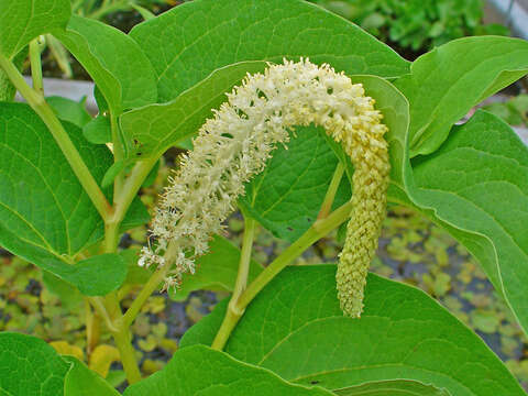 Image of lizard's tail