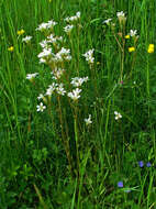 Plancia ëd Saxifraga granulata L.