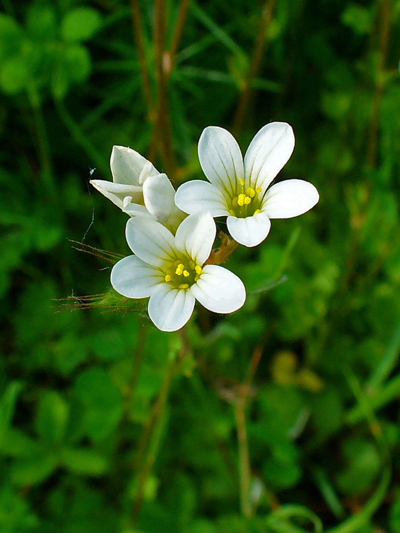 Plancia ëd Saxifraga granulata L.