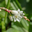 Image of Oriental Lady's-Thumb