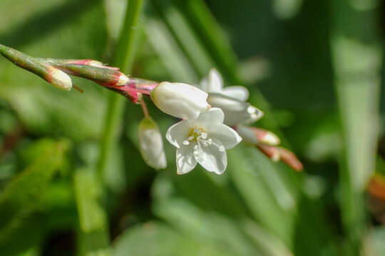 Sivun Persicaria posumbu (Buch.-Ham. ex D. Don) H. Gross kuva