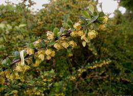 Image of Japanese barberry