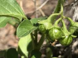 Image of hoe nightshade