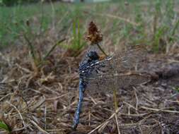 Слика од Orthetrum coerulescens (Fabricius 1798)