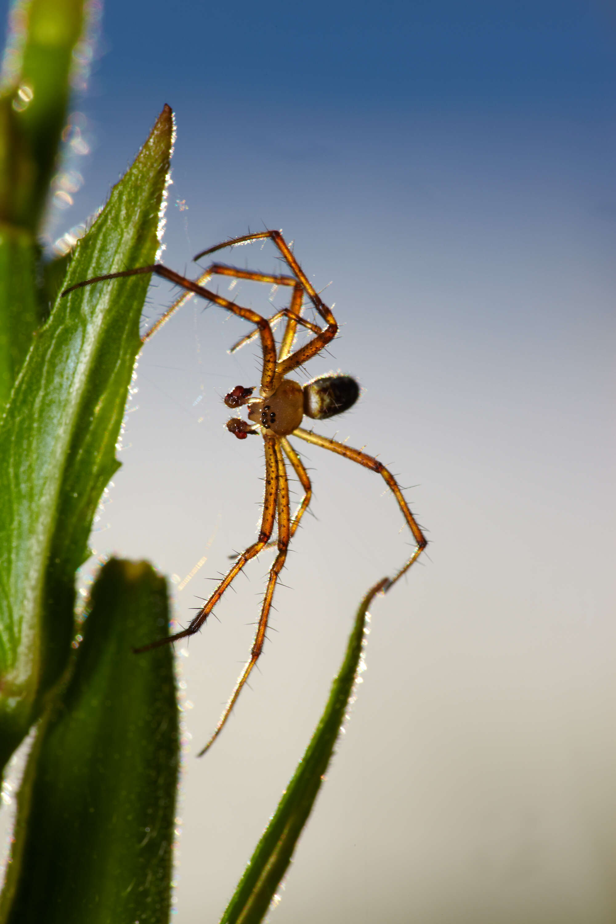 Image of Barbary Spider