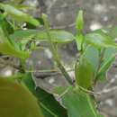 Image of Strong Stick Insect