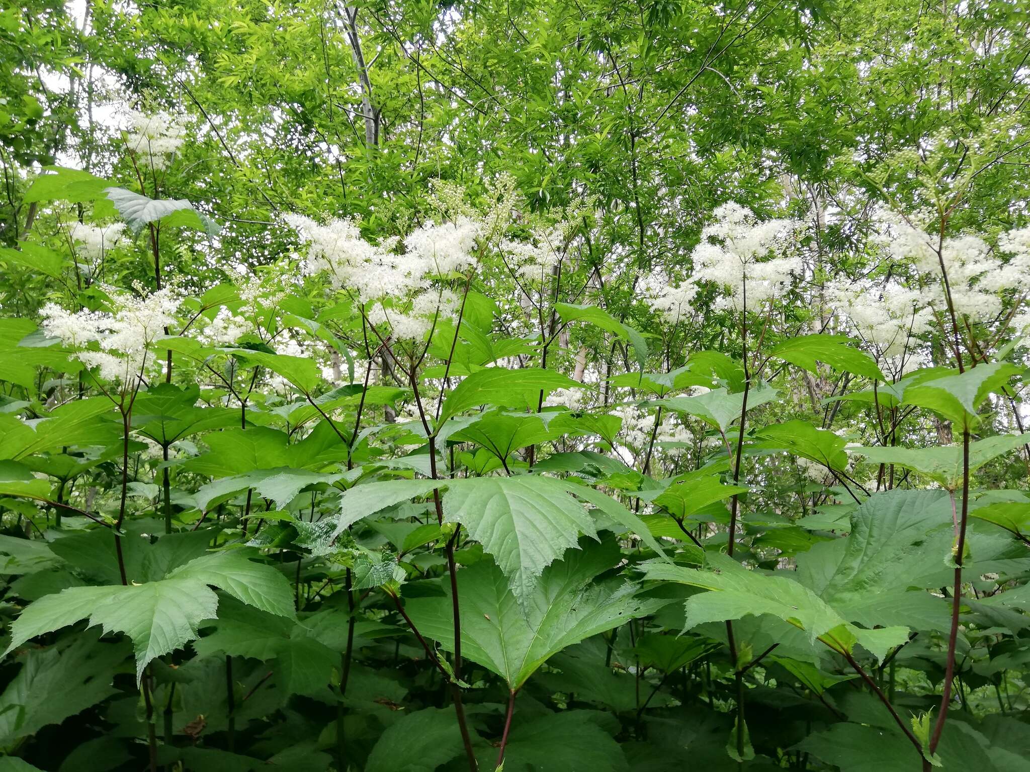 Image of Filipendula camtschatica (Pall.) Maxim.