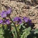 Sivun Phacelia crenulata var. ambigua (M. E. Jones) J. F. Macbr. kuva